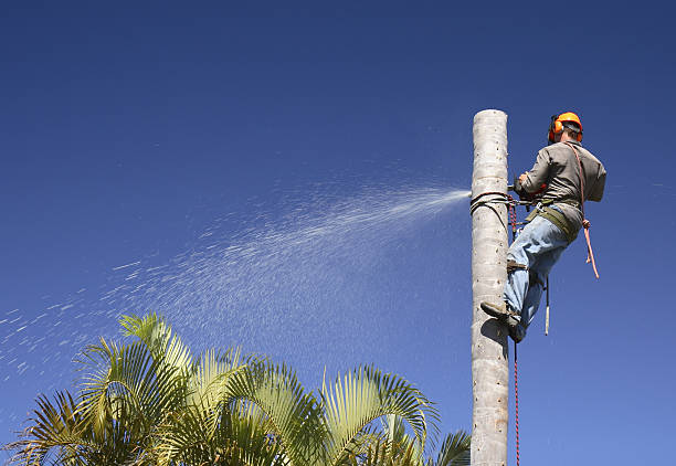 Trusted Jasper, TX Tree Removal Services Experts